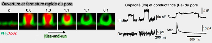 hémifusion des profils Ω