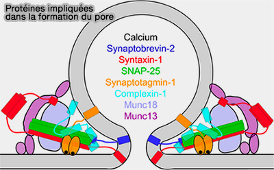Protéines impliquées dans la formation du pore 