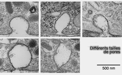 Tailles des pores de fusion