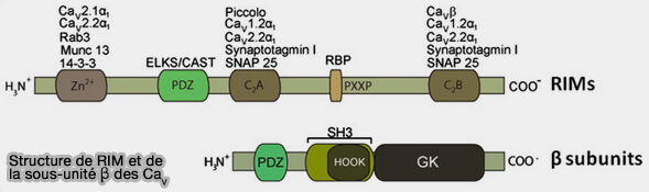 Structure de RIM et de la sous-unité β des Cav
