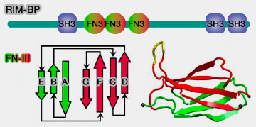 Structure des RIM-BP