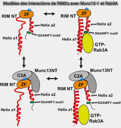 Interactions de RIM2α avec Munc13‐1 et Rab3A