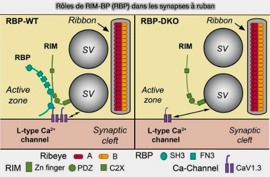 Rôles des RIM-BP (RBP) dans les synapses à ruban