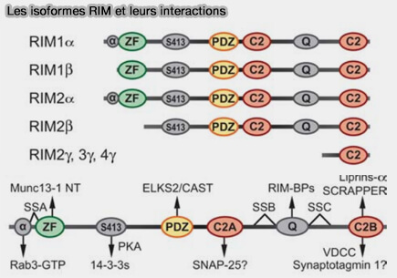 Isoformes de RIm et interactions