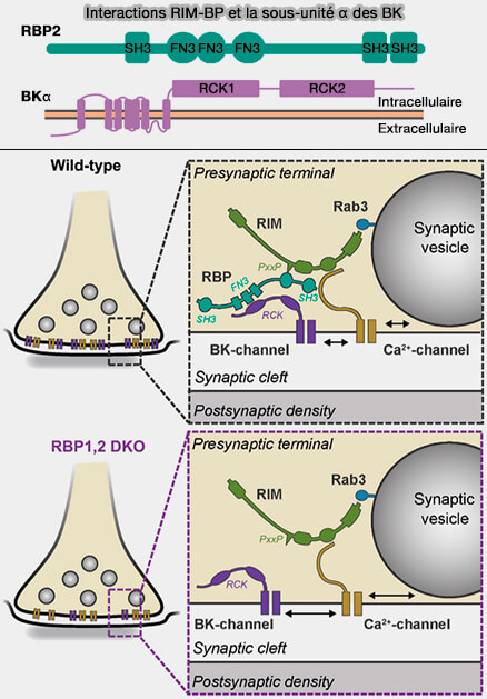 Interactions des RIM-BP avec la sous-unité α des BK
