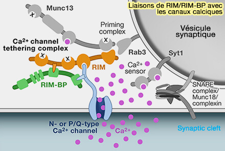 RIM et RIM-BP et canaux calciques