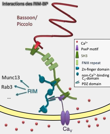Interactions des RIM-BP