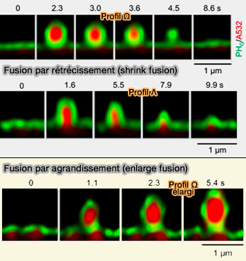 Fusion par rétrécissement (shrink fusion) et par élargissement (enlarge fusion) 