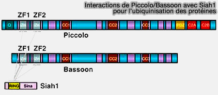 Interactions Piccolo/Bassoon avec Siah1