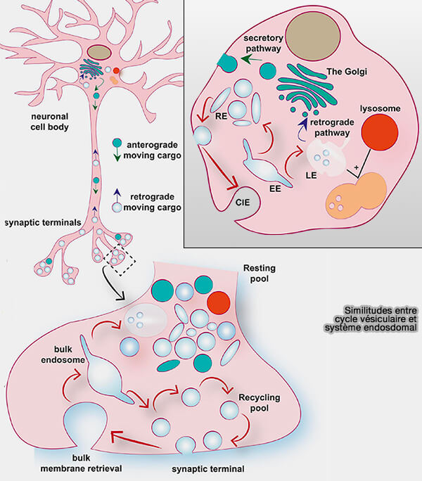 Similitudes entrecycle vésiculaire etsystème endosomal