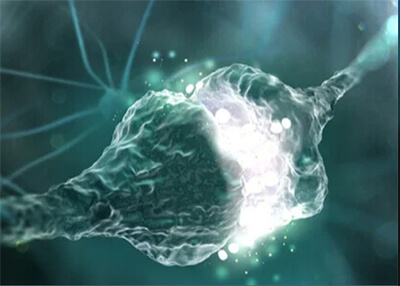 Jonctions neuromusculaires