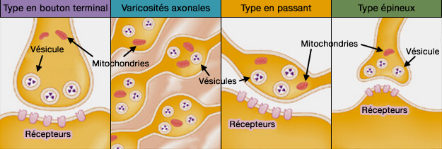 Classification des synapses