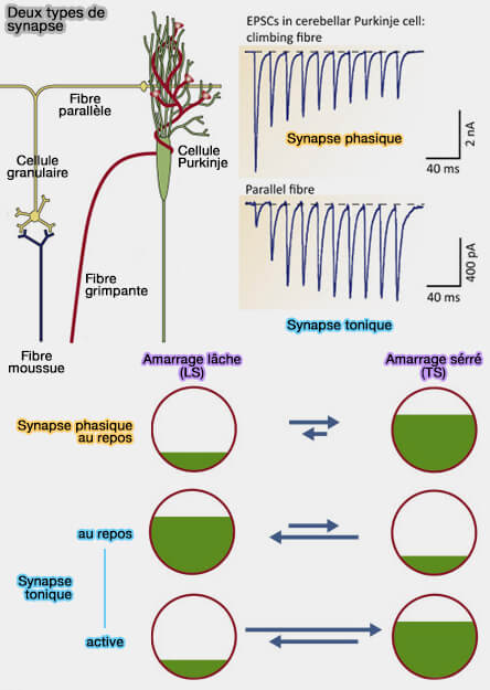 Contacts membranaires de Syt1