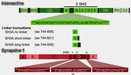 Synapsine 1 et intersectine