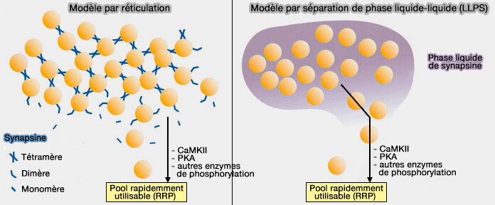 Modèles de condensation par la synapsine
