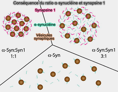 Conséquence du ratio α-synucléine et synapsine 1 