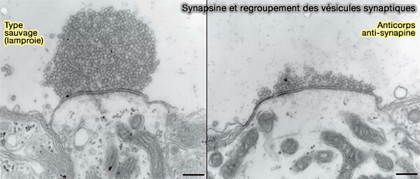 Synapsine et regroupement des vésicules synaptiques