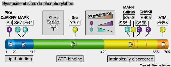 Synapsines et sites de phosphorylation