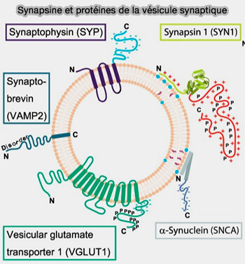 Synapsine et protéines de la vésicule synaptique 