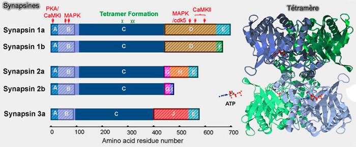 Structure des synapsines