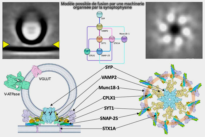 Modèle possible de fusion par une machinerie organisée par la synaptophysine