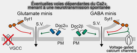 Senseurs calciques et libération spontanée