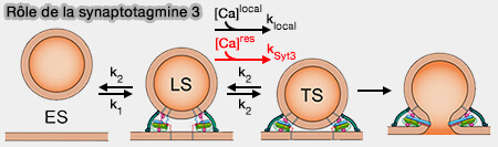 Modèle LS/TS modifié