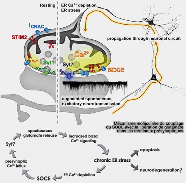 Couplage SOCE et libération du glutamate