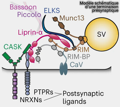 Modèle d'une terminaison présynaptique