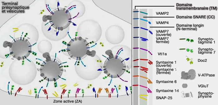 Terminal présynaptique, vésicules et principaux composants