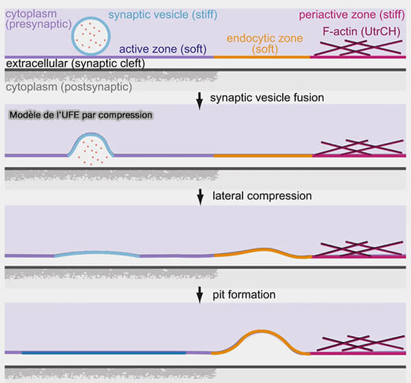 Modèle de l’endocytose ultra-rapide (UFE) par compression