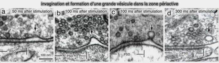 Remodelage de la membrane endocytaire pendant la CME