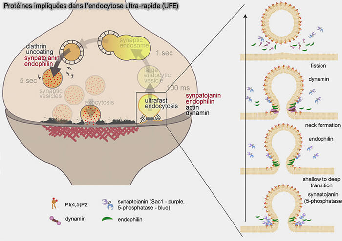 Protéines impliquées dans l’endocytose ultra-rapide (UFE)