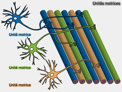 Unités motrices