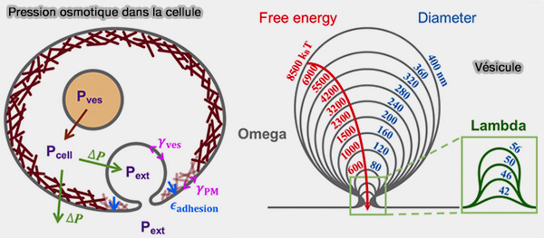 Pression osmotique, énergie libre et diamètre des VS