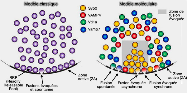 Modèles de libération vésiculaire
