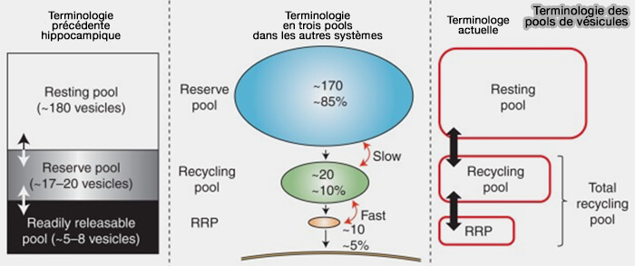 Terminologie des pools de vésicules