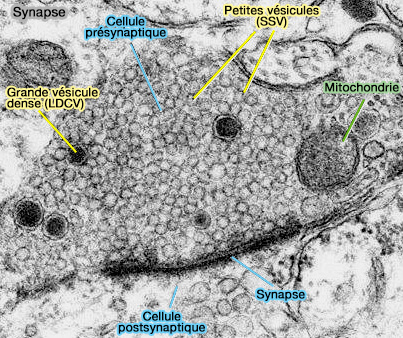 Synapse et taille vésiculaire