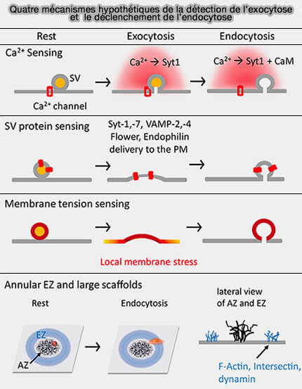 Quatre mécanismes possibles de couplage
exocytose/endocytose 