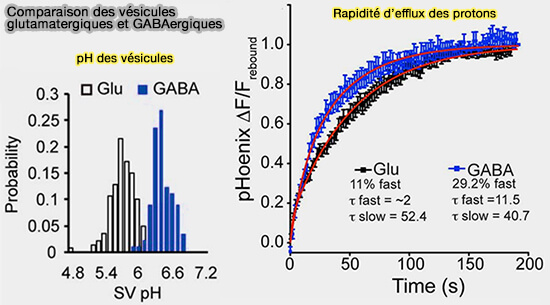 Comparaison des vésicules glutamatergiques et GABAergiques