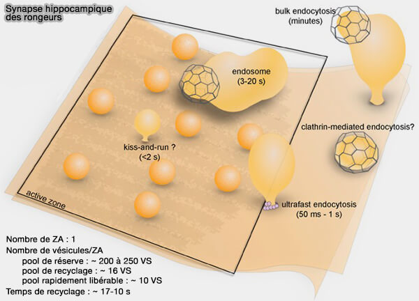Vésicules, pools et endocytoses dans les synapses hippocampiques des rongeurs