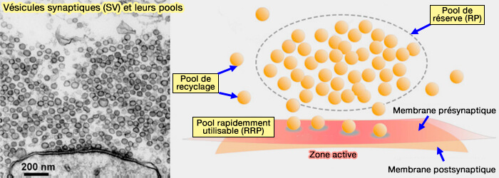 Vésicules synaptiques et leurs pools