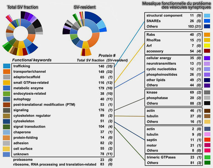 Mosaïque fonctionnelle du protéome des vésicules synaptiques