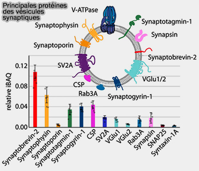 Principales protéines des vésicules synaptiques