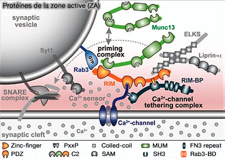 Protéines de la zone active (ZA)