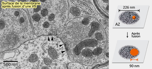 Surface de la membrane après fusion d'une vésicule