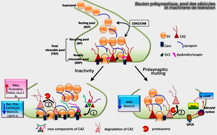 Bouton présynaptique, pool des vésiculeset machinerie de libération