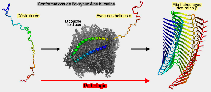 Conformations de l'α-synucléine
