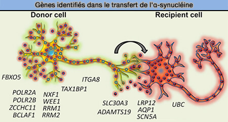 Gènes identifiés dans le transfert de l'α-synucléine 