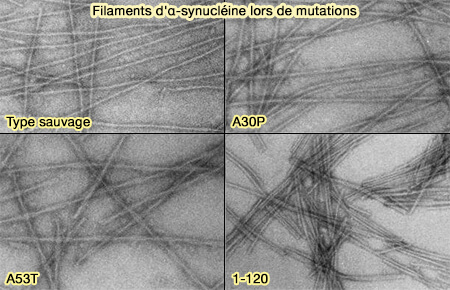 Filaments d'α-synucléine et mutations